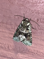 Lacinipolia explicata