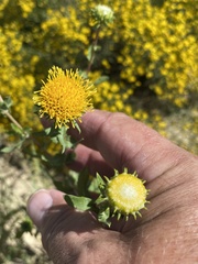 Grindelia