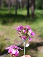 Dianthus andrzejowskianus