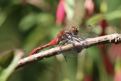 Sympetrum pallipes