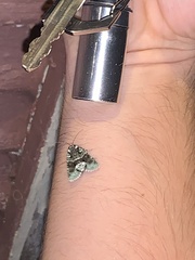 Lacinipolia explicata