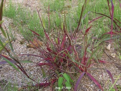 Setaria