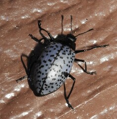 Cypherotylus californicus