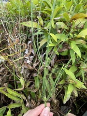Equisetum ramosissimum