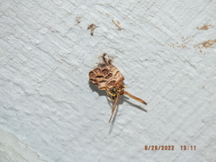 Mischocyttarus mexicanus