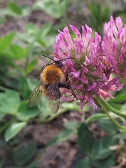 Bombus schrencki