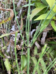 Equisetum ramosissimum