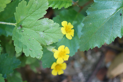 Erythranthe moschata