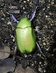 Chrysina beyeri