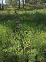 Phlomoides tuberosa