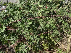 Rubus laciniatus