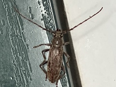 Elaphidion mucronatum