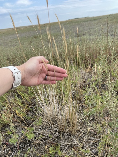 Switcheli (× elyhordeum)