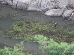 Potamogeton octandrus