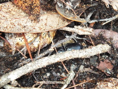 Pasimachus sublaevis