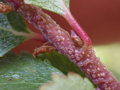Betula glandulosa
