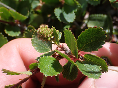 Betula glandulosa