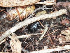 Pasimachus sublaevis