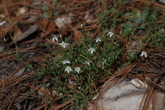 Arenaria
