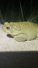 Incilius alvarius
