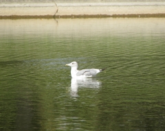 Larus