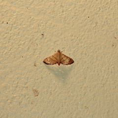 Orphanostigma haemorrhoidalis