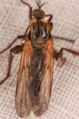 Empis