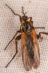 Empis