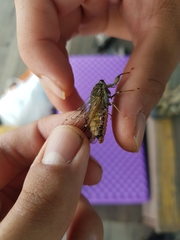 Leptosemia takanonis