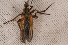 Empis