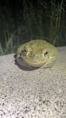 Incilius alvarius