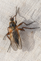 Empis