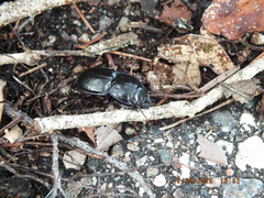 Pasimachus sublaevis