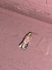 Eulogia ochrifrontella