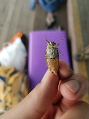 Leptosemia takanonis