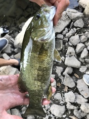 Micropterus dolomieu