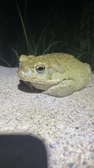 Incilius alvarius
