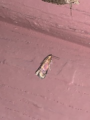 Eulogia ochrifrontella