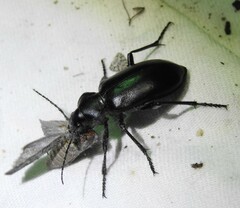 Calosoma peregrinator