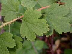 Ribes divaricatum