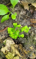 Ricciaceae