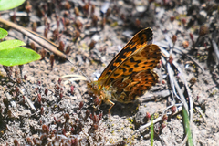 Boloria chariclea
