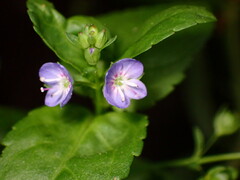 Veronica americana