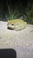 Incilius alvarius