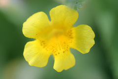 Erythranthe moschata