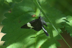 Trichodezia albovittata