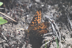 Boloria chariclea