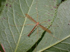 Tricyphona