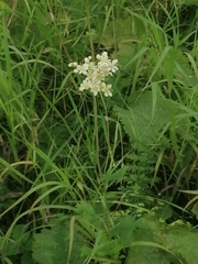 Filipendula vulgaris