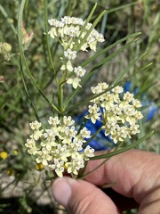 Asclepias subverticillata